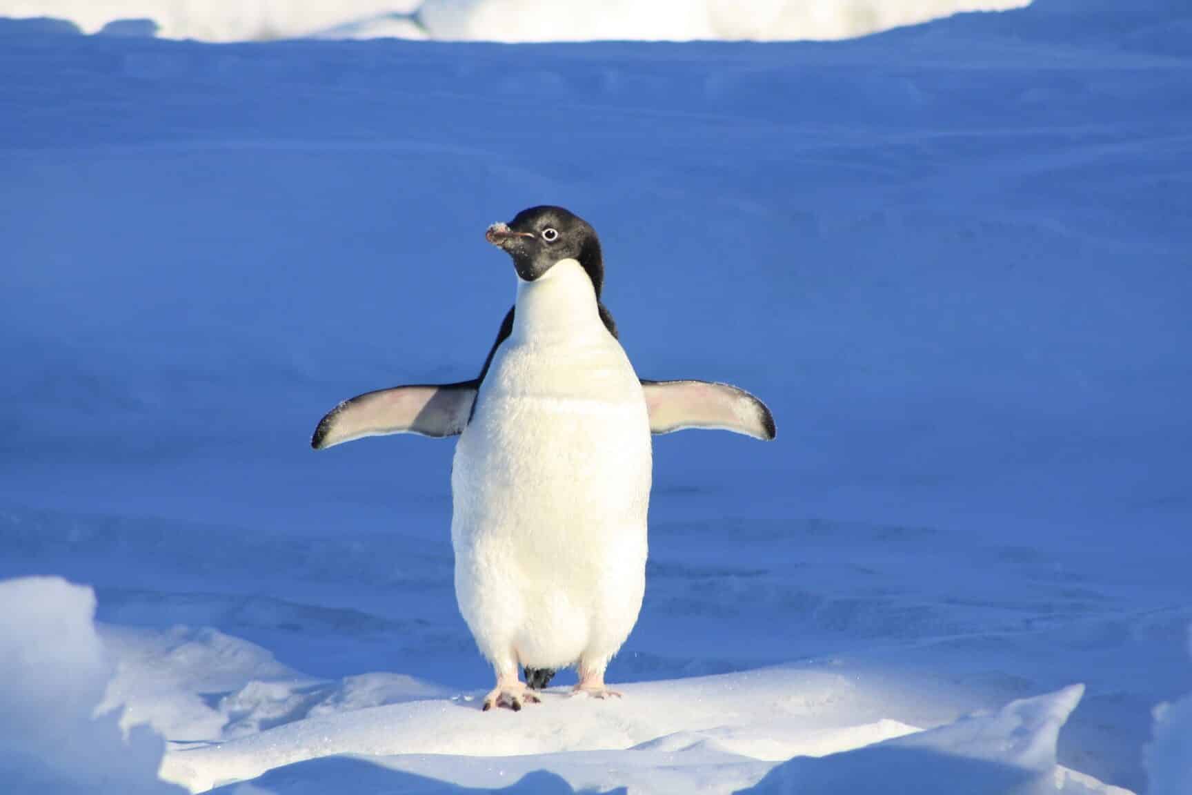 dia de concienciacion por los pinguinos 20 de enero