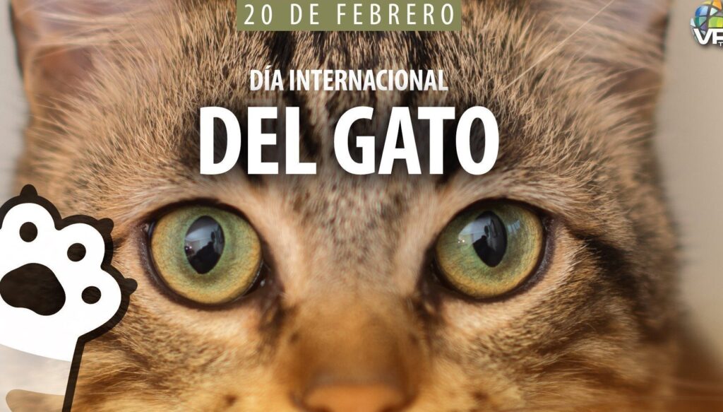 dia internacional del gato 20 de febrero