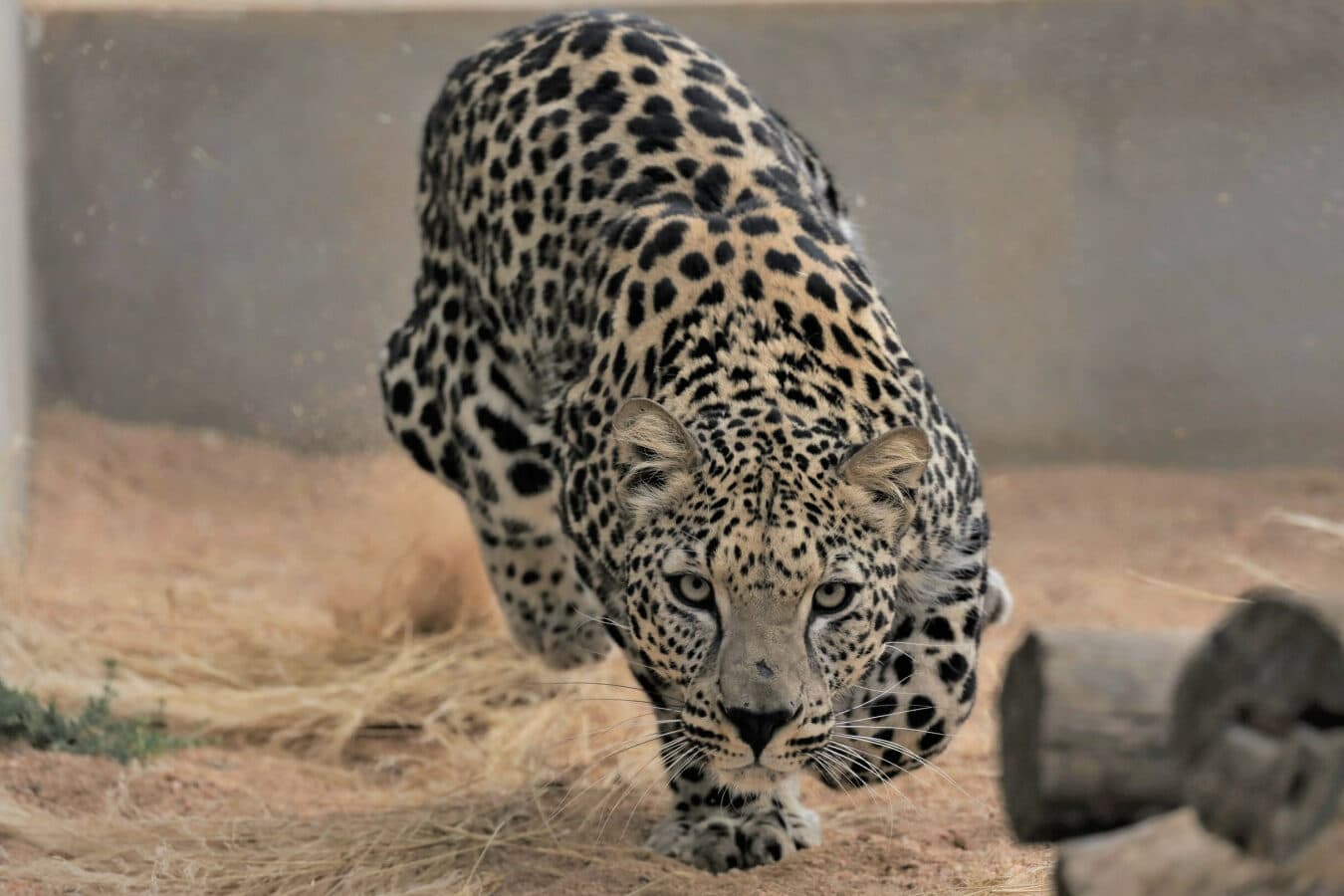 dia internacional del leopardo arabe 10 de febrero