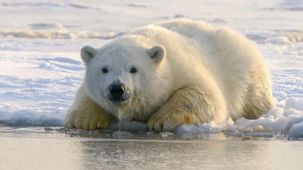 dia internacional del oso polar 27 de febrero