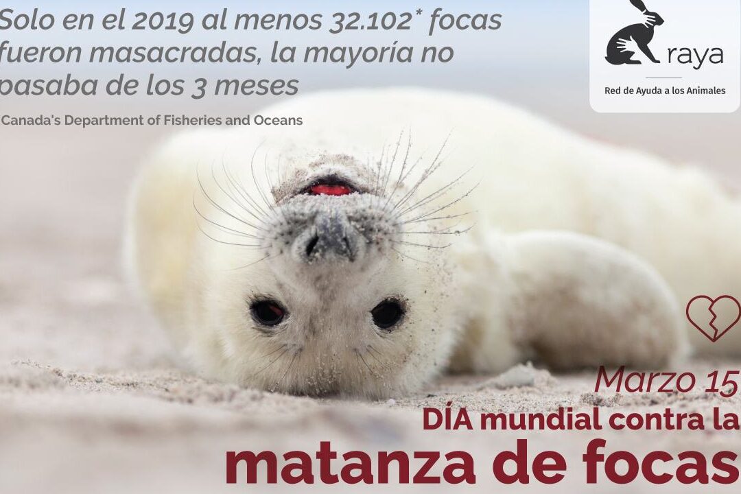 dia mundial contra la matanza de focas 15 de marzo
