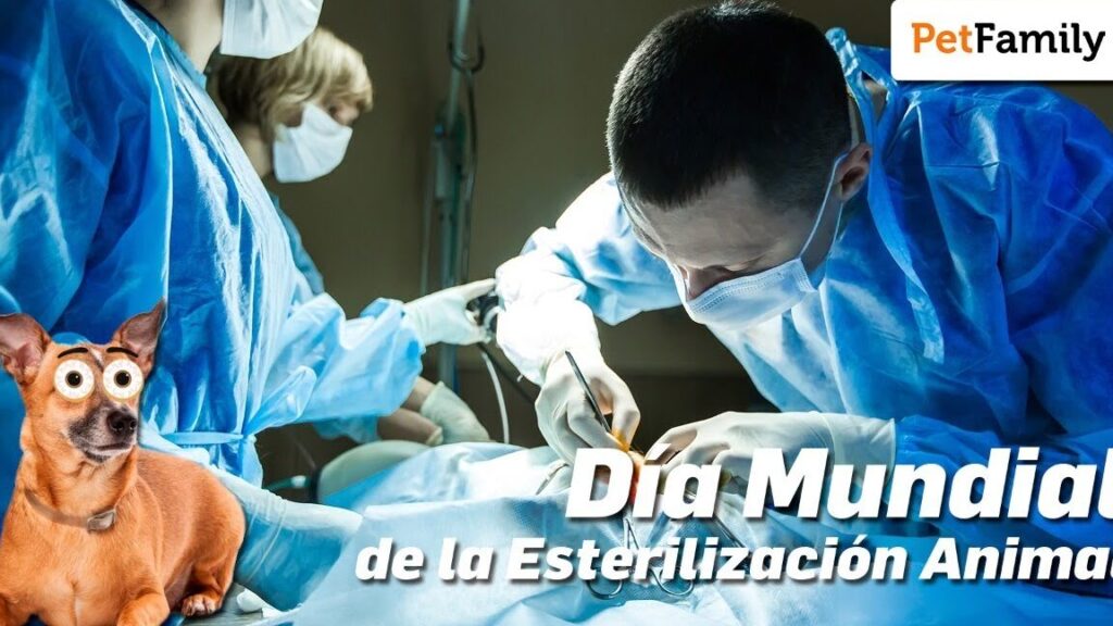 dia mundial de la esterilizacion animal 28 de febrero