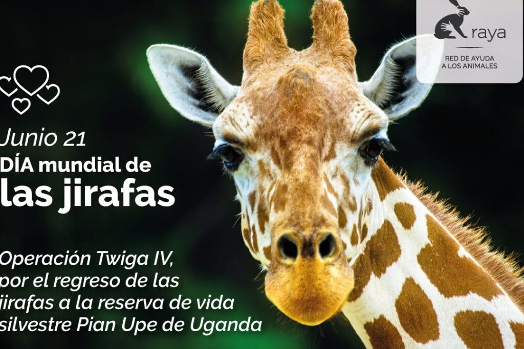 dia mundial de la jirafa 21 de junio