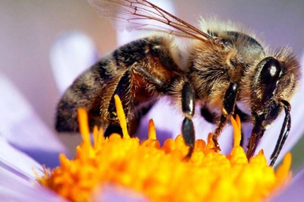 dia mundial de las abejas 20 de mayo
