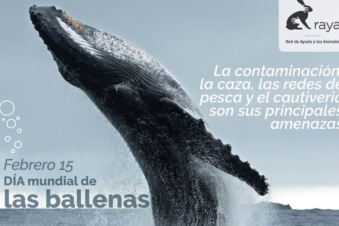 dia mundial de las ballenas 18 de febrero