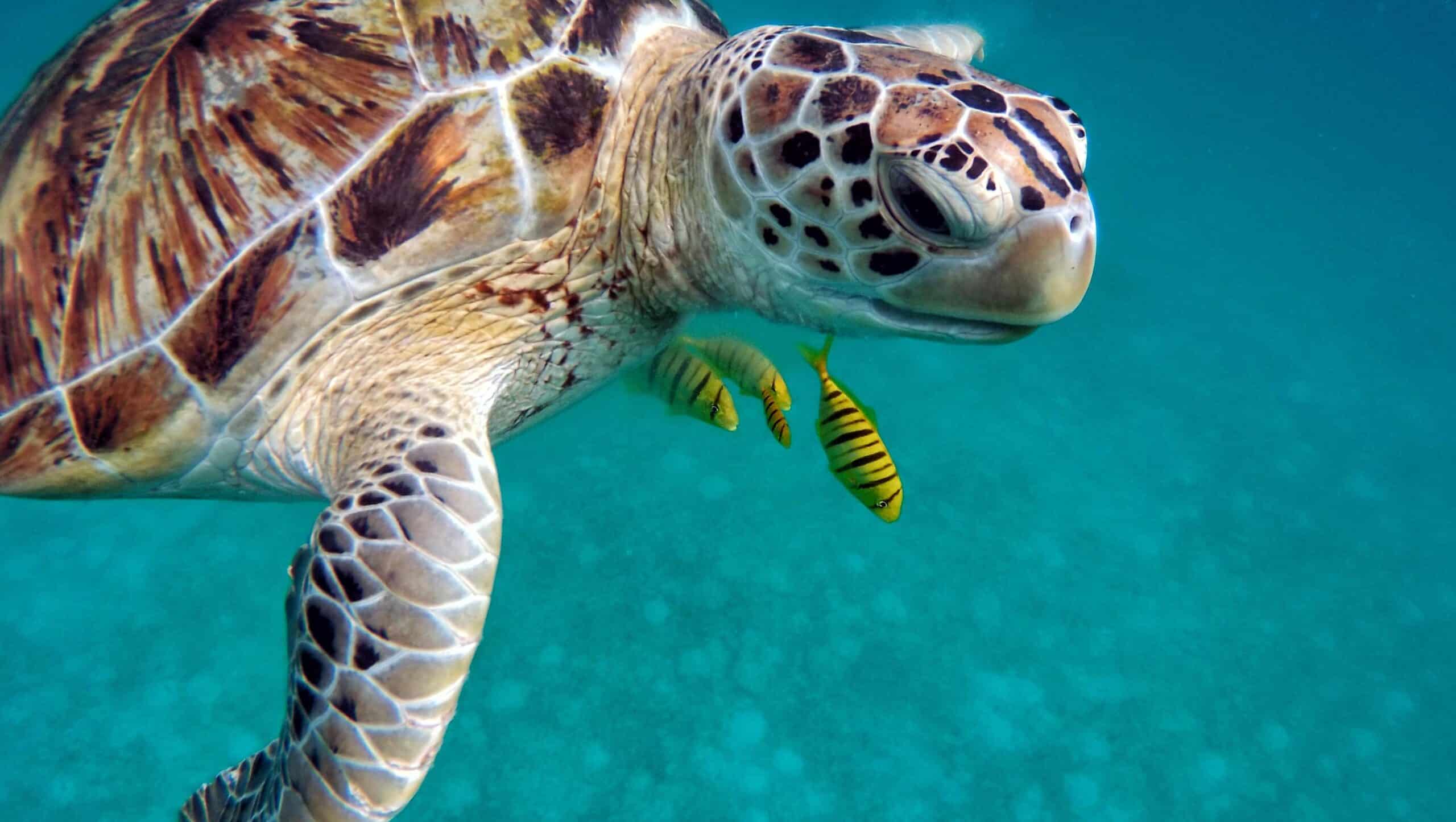 dia mundial de las tortugas marinas 16 de junio scaled