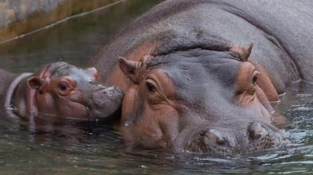 dia mundial del hipopotamo 15 de febrero