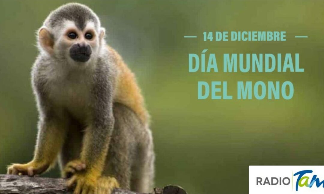 dia mundial del mono el dia 14 de diciembre