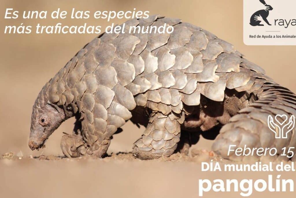 dia mundial del pangolin 18 de febrero