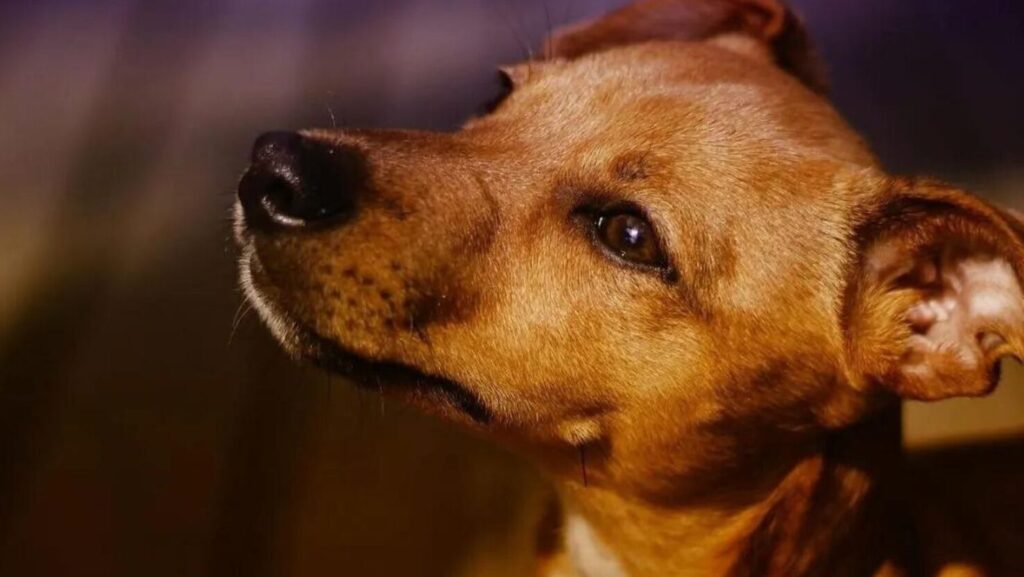 dia mundial del perro sin raza 28 de mayo