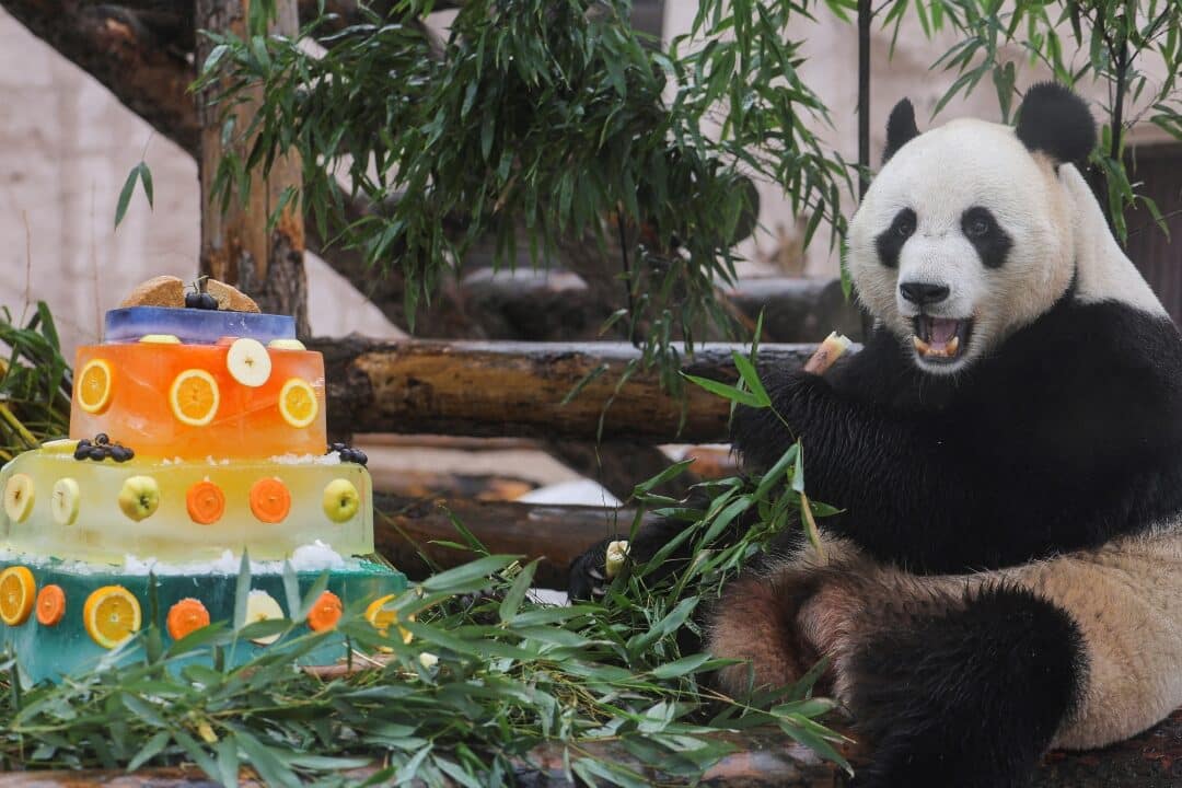 dia nacional del oso panda estados unidos 16 de marzo