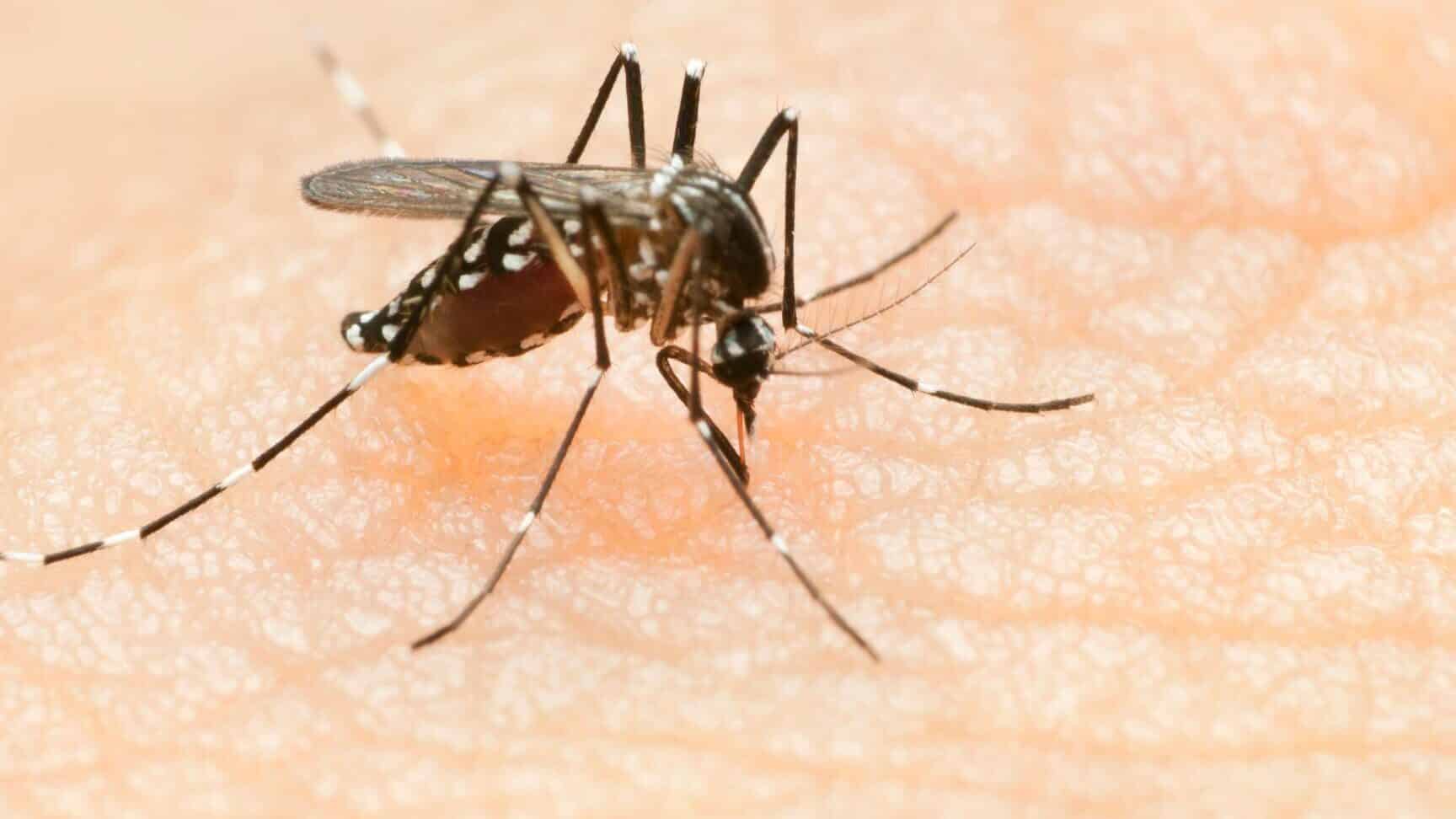 semana de accion contra los mosquitos 12 de mayo
