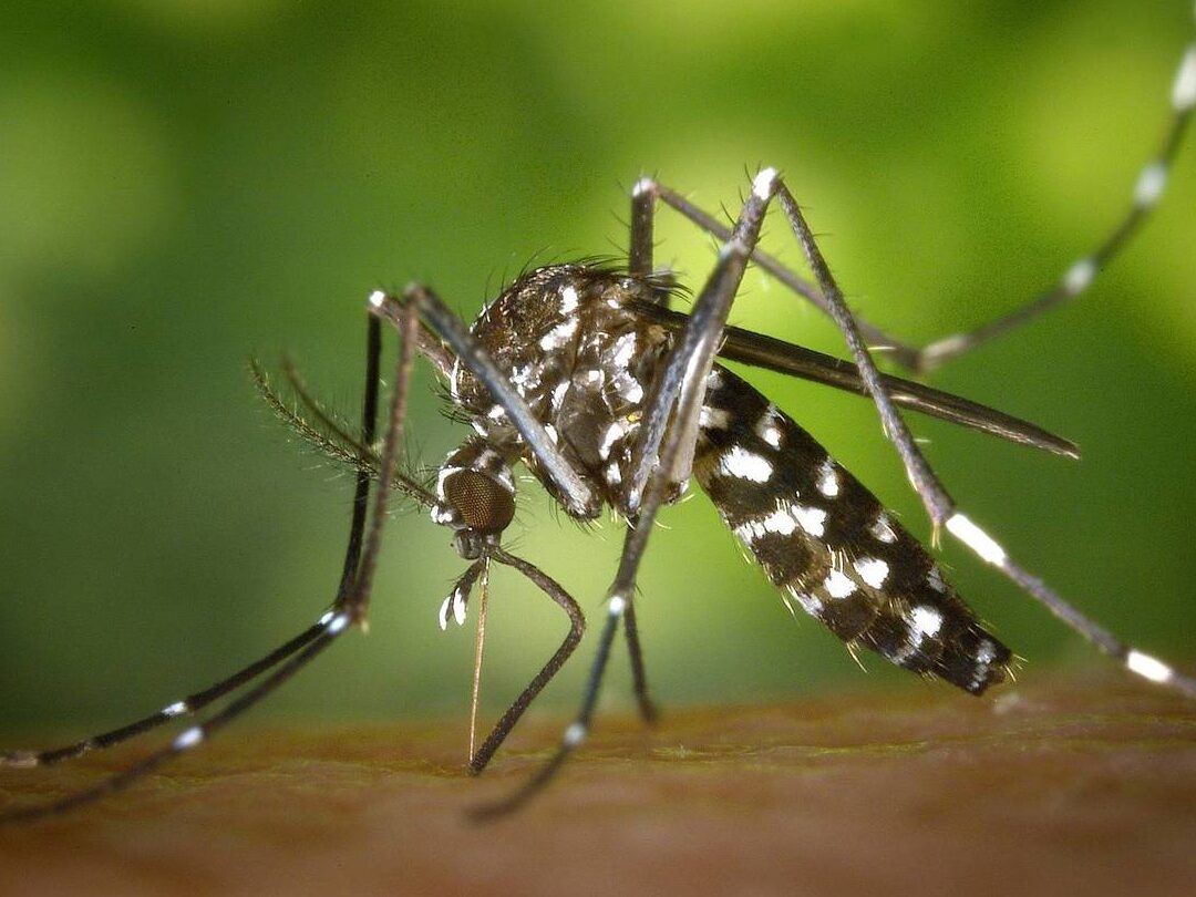 semana de accion contra los mosquitos 8 de mayo
